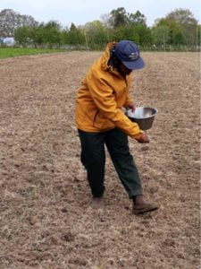 Abel sowing wheat by hand