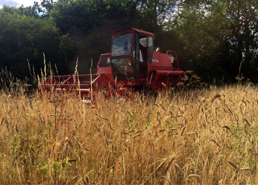 A combine harvester in a field of wheat