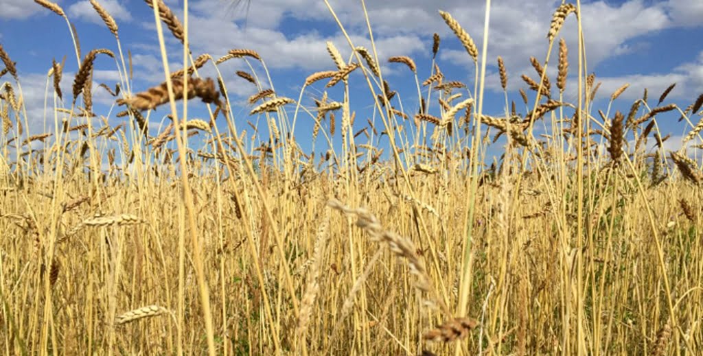 Combine harvesting the wheat Tree of Life Veganics Farm Faversham Kent