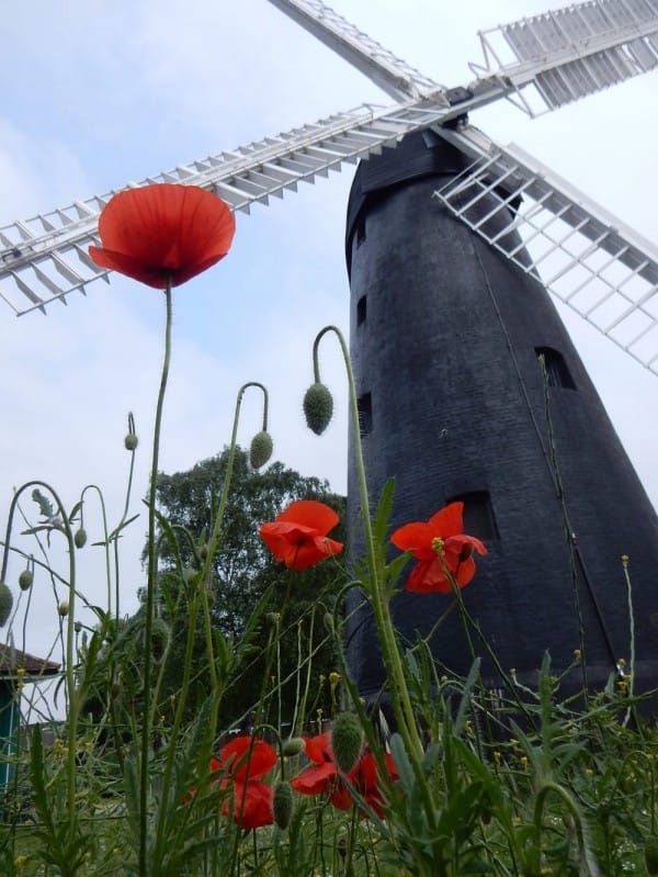 Brixton Windmill and poppies